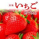 3位! 口コミ数「0件」評価「0」 先行予約 初物いちご 350g×2パック 果物 フルーツ 苺 新鮮 ジューシー 期間限定 季節限定 早期予約 12月発送 冷蔵 特産品 お･･･ 