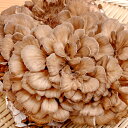 【ふるさと納税】 まいたけ 約1.2kg 約400g 3株 野菜 山菜 きのこ 舞茸 低カロリー 健康食 美容 栄養豊富 季の香 焼きまいたけ すき焼き 天ぷら 舞茸ご飯 冷蔵 特産品 お取り寄せ グルメ