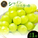 【ふるさと納税】 シャインマスカット 1房 種無し 皮ごと食べられる 果物 フルーツ ぶどう ブドウ マスカット 厳選 プレミアム 新鮮 甘い 大粒 大きい 先...