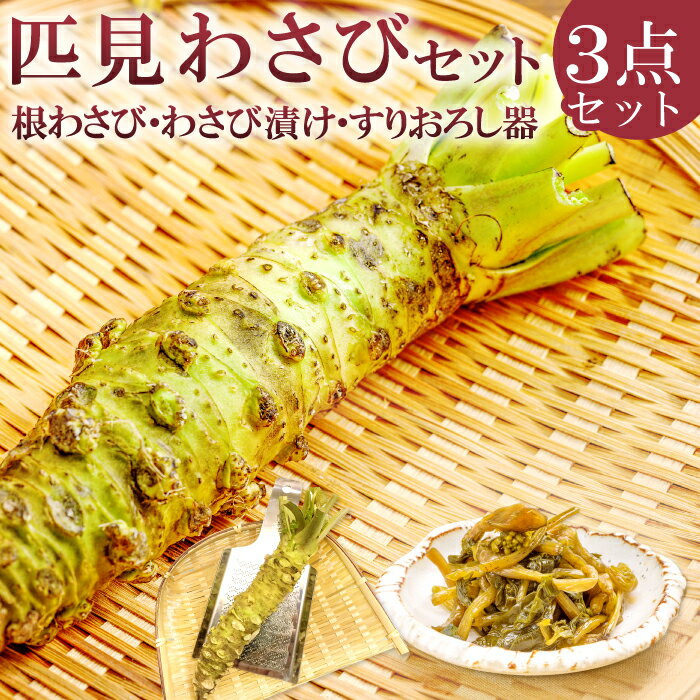 わさびセット 根わさび 2本 わさび漬け 1本 すりおろし器 1個 野菜 やさい 山葵 粘り 辛味 甘み 手作業 加工食品 ご飯のお供 酒のつまみ 日用品 ステンレス製 詰め合わせ 冷蔵 特産品 お取り寄せ グルメ