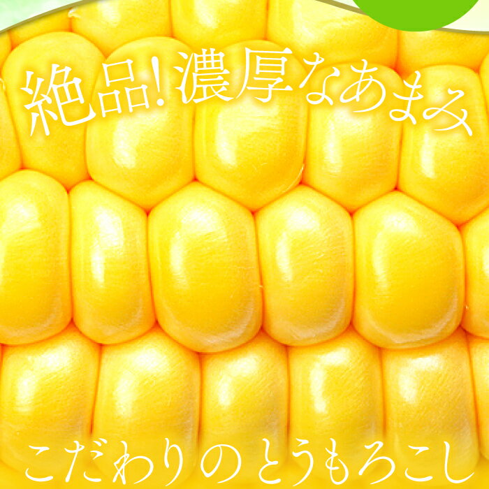 【ふるさと納税】 先行予約 秋作 朝採れ とうもろこし 15本 早期予約 期間限定 季節限定 お土産 野菜 トウモロコシ バーベキュー スープ やさい