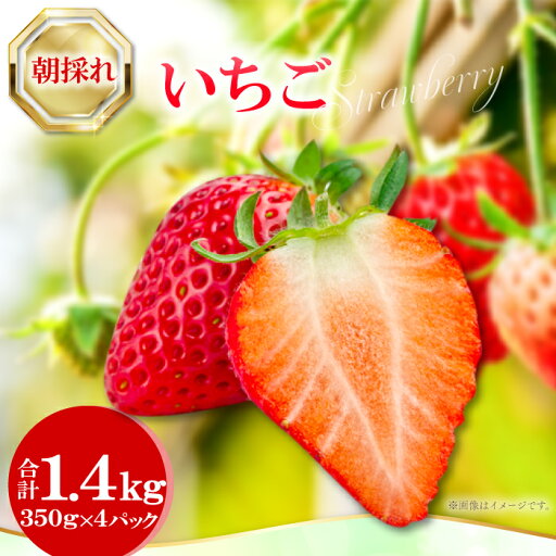 【ふるさと納税】 先行予約 朝採れいちご 1.4kg 350g×4パック 果物 フルーツ 苺 ジューシー 期間限定 季節限定 早期予約 冷蔵 特産品 お取り寄せ グルメ 【ふるさと納税】 先行予約 朝採れいちご 1.4kg 350g×4パック 果物 フルーツ 苺 ジューシー 期間限定 季節限定 早期予約 冷蔵 特産品 お取り寄せ グルメ