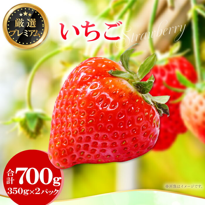 先行予約 いちご 350g×2パック 果物 フルーツ 苺 厳選 プレミアム 甘い やみつき 期間限定 季節限定 早期予約 2025年1月〜2月末発送 冷蔵 特産品 お取り寄せ グルメ