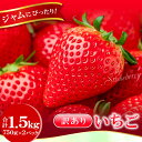 【ふるさと納税】 訳あり いちご(750g×2パック) ジャムにぴったり 果物 フルーツ 苺 いちご イチゴ 不揃い わけあり 1.5kg 冷蔵 期間限定 季節...