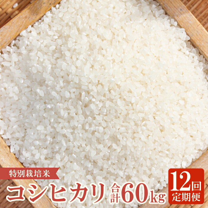 【ふるさと納税】 定期便 こしひかり 白米 5kg×12回 コース 令和5年産 2023年産 12ヵ月 1年 定期 毎月お届け 産地直送 横尾衛門 精米 ご飯 弁当 おにぎり 特産品 ブランド米 コシヒカリ こだわり お米 お取り寄せ 12回定期のサムネイル