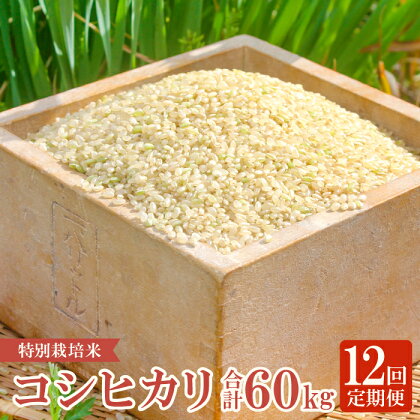 定期便 こしひかり 玄米 5kg×12回 コース 令和5年産 2023年産 12ヵ月 1年 定期 毎月お届け 産地直送 横尾衛門 ご飯 弁当 おにぎり 特産品 ブランド米 コシヒカリ こだわり お米 お取り寄せ 12回定期