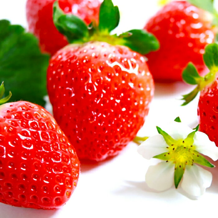 【ふるさと納税】 先行予約 美都いちご 平2パック 果物 フルーツ 苺 早出し 大粒 ギフトBOX 期間限定 季節限定 早期予約 12月上旬〜12月20日発送 冷蔵 特産品 贈答品 お取り寄せ グルメ ギフト