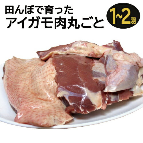 記事番号:33156/アイテムID:334832の画像