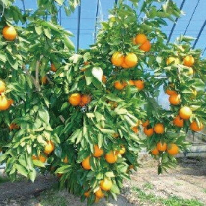 とっさんの真っ赤っかオレンジ ブラッドオレンジ モロ種 配達指定日不可 2箱 3kg〜4kg 果物 フルーツ くだもの ジュース スムージー