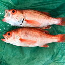 【ふるさと納税】のどぐろ あかむつ ノドグロ 2尾 300~350g 魚 さかな 旬 国産 高級魚 地魚 水揚げ直後 新鮮 冷蔵 ノンフローズン お取り寄せ 季節限定 大田市