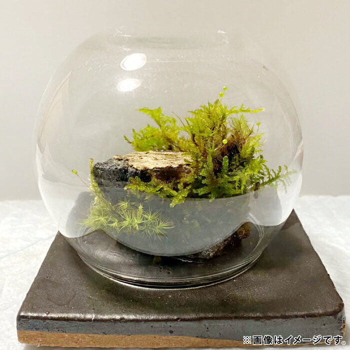 苔のしずく[ 苔 こけ テラリウム 飾り インテリア お洒落 唯一無二 自然 ]