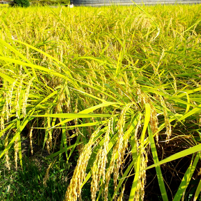【ふるさと納税】令和7年島根県産きぬむすめ10kg（5kg×2袋）【令和7年産 お米 きぬむすめ 10kg キヌムスメ 無洗米 2025年産 米 おこめ こめ 島根県産】