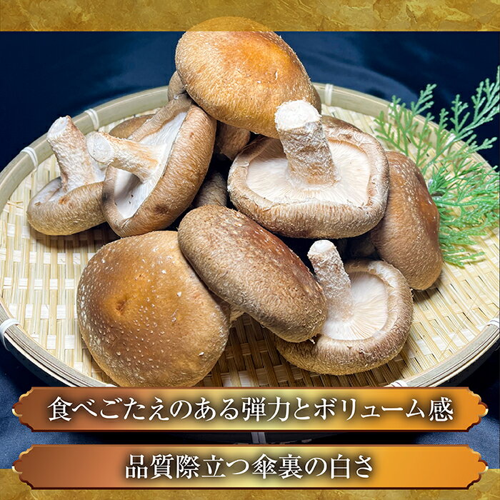 【ふるさと納税】 じょうとうじい茸3袋セット しいたけ 椎茸 城東化成 乾燥しいたけ 干ししいたけ スライス
