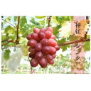 【ふるさと納税】神紅 2房【8月中旬〜9月上旬発送】/ 島根県オリジナルぶどう 先行受付 数量限定 希少 ぶどう 種なし 皮ごと しんく 甘い 高糖度 先行 予...