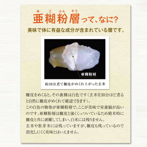 【ふるさと納税】＜定期便＞ BG無洗米 金芽米 きぬむすめ 5kg × 12ヵ月 ／ 米 BG 無洗米 毎月 12ヶ月 1年間 島根県産 令和5年産 新生活応援 お試し 節水 時短 アウトドア キャンプ 東洋ライス 低カロリー 健康 しまねっこ