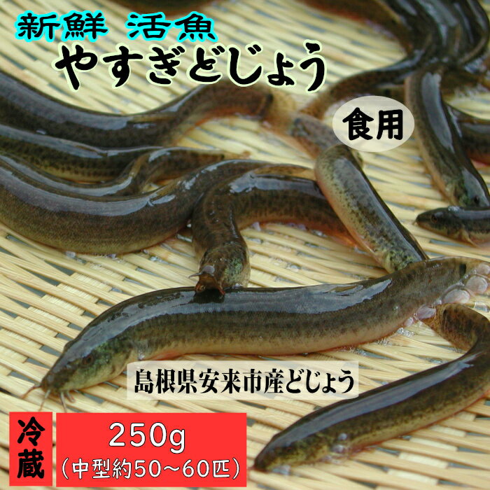 【ふるさと納税】やすぎ どじょう 250g （約50～60匹