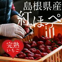 【ふるさと納税】 いちご 紅ほっぺ 2トレー 【12月発送開...