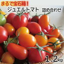 20位! 口コミ数「0件」評価「0」【予約受付：発送は令和6年5月下旬～】ジュエル トマト 高糖度 フルーツトマト トマト 甘い 完熟 栄養