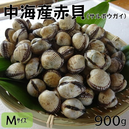 中海 産 赤貝 （ サルボウガイ ）Mサイズ 900g 山陰 正月 郷土料理 養殖 数量限定