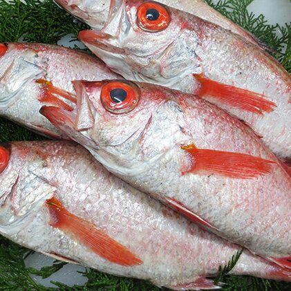 鮮魚セットD [魚貝類] お届け:2022年9月上旬〜2023年5月下旬