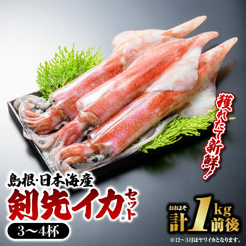 【ふるさと納税】鮮魚セットE イカ 3～4杯 計約1.0kg