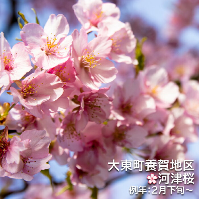 桜のうどん 【公式】 さくらめん つゆ付 花と葉の２種９食