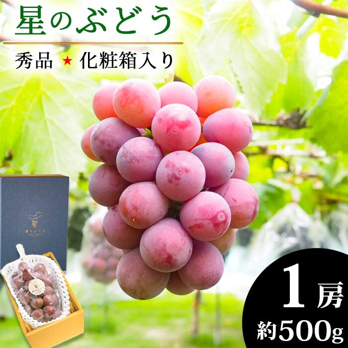 ＜令和6年夏発送・数量限定＞自然が育んだ「星のぶどう」クイーンニーナ 1房(約500g)［ 秀品・化粧箱入り ］／島根県 雲南市 フルーツ 果物 デザート ブドウ 葡萄