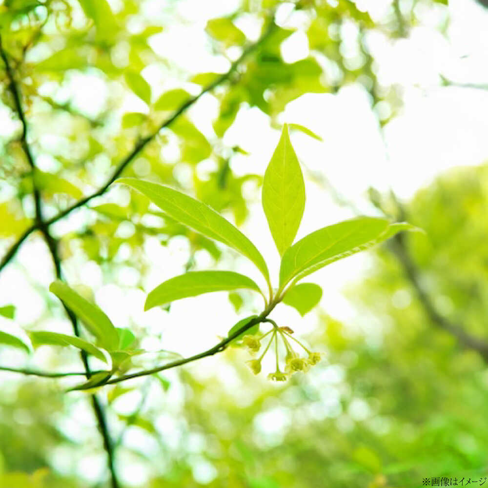 【ふるさと納税】フレグランス クロモジ芳香蒸留水 50ml×1本 クロモジ 黒文字茶 香水 フレグランス いい匂い 自然な香り リラックス ギフト 贈答 少量サイズ フローラルウォーター アロマ ルームスプレー ルームフレグランス 島根県雲南市/有限会社田井産業[AICY007]