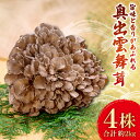 【ふるさと納税】 奥出雲 舞茸 まいたけ キノコ きのこ 食材 株 丸ごと 4株 約2kg 天ぷら 炊き込み ステーキ 国産 アウトドア キャンプ 無農薬 安全 安心 低カロリー ビタミン ミネラル 食物繊維 健康 美容 野菜 食品 贈り物