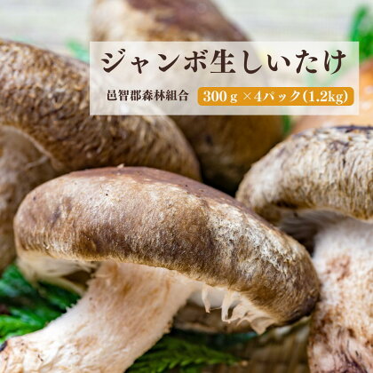 ジャンボ生しいたけ300g×4パック(1.2kg)　川本町　森林組合　林業　菌床ブロック　きのこ