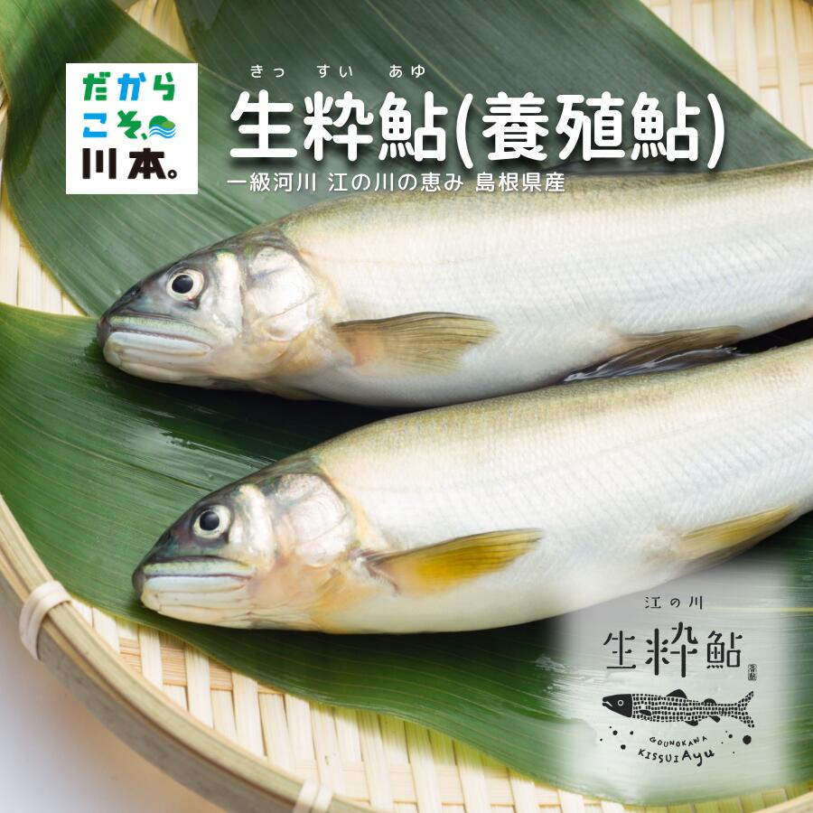 一級河川・江の川の恵み・島根県産 / 生粋鮎(養殖鮎)約800g
