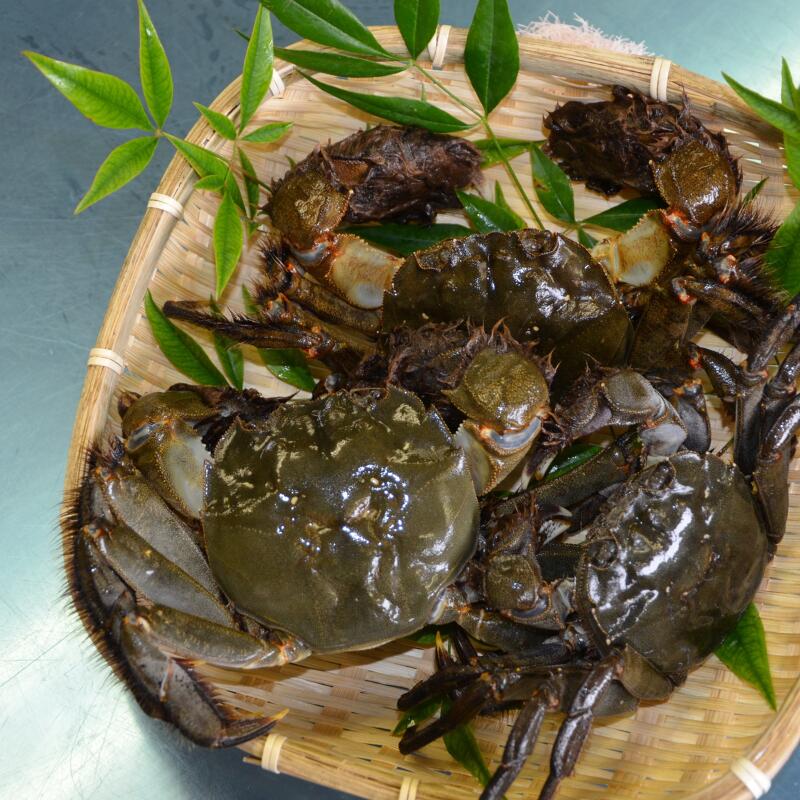【ふるさと納税】一級河川・江の川の恵み・島根県産 / もくずがに 2kg f324418-kawamoto-10000173 島根県川本町 サンプル画像2