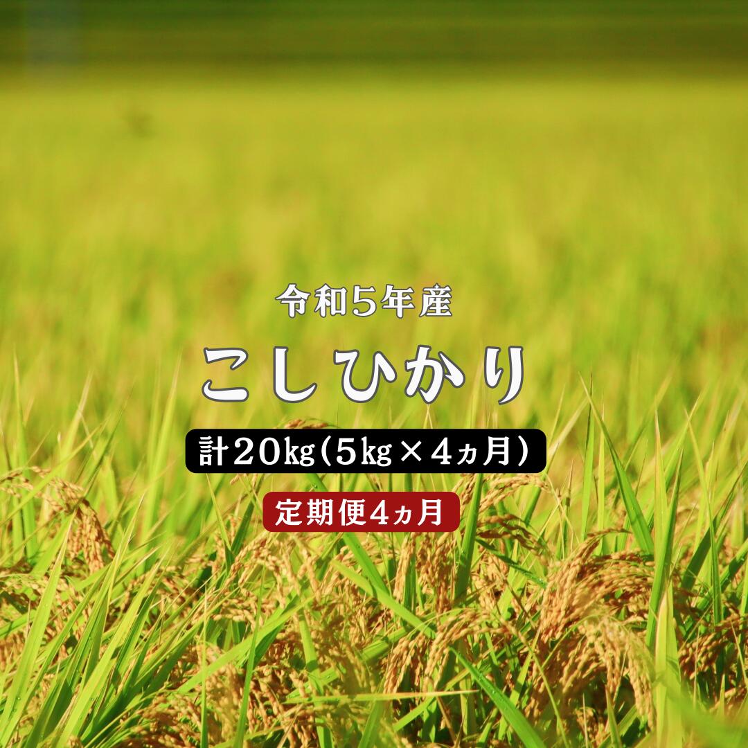 【ふるさと納税】令和5年産 ／お米定期便／4ヵ月　しまね川本 こしひかり 5kg (計20kg） 島根県 川本...