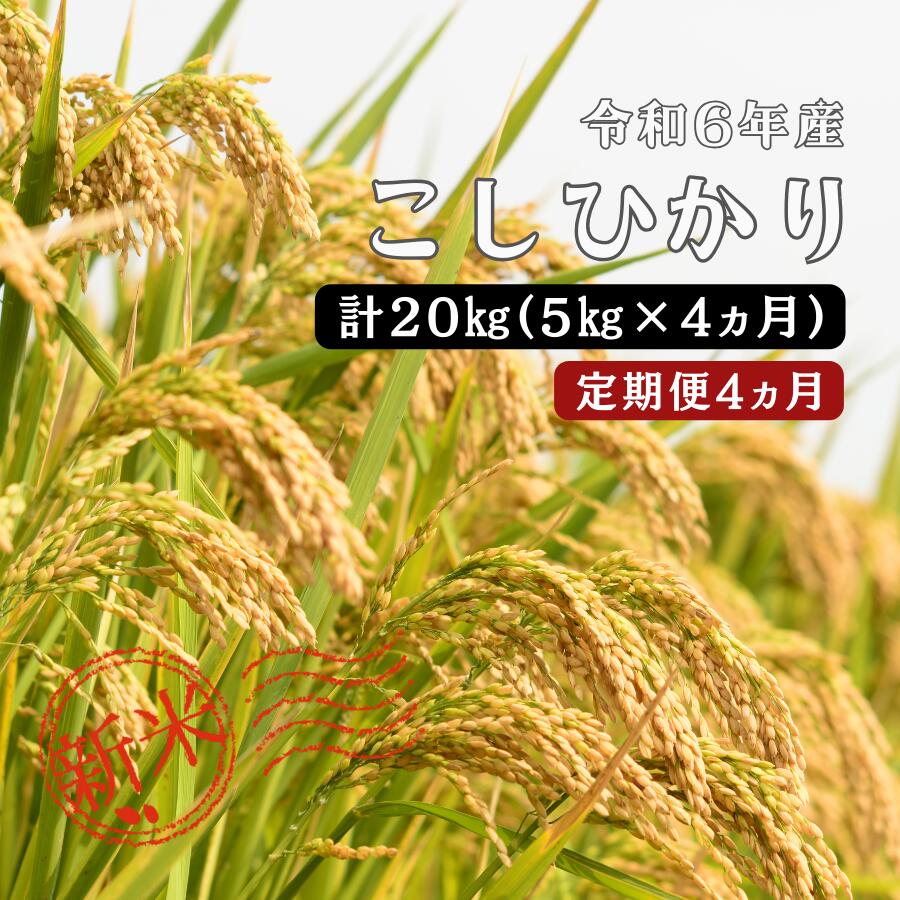 【ふるさと納税】令和6年産 ／お米定期便／4ヵ月　しまね川本 こしひかり 5kg (計20kg） 島根県 川本町産 コシヒカリ 藤屋 石見米のサムネイル