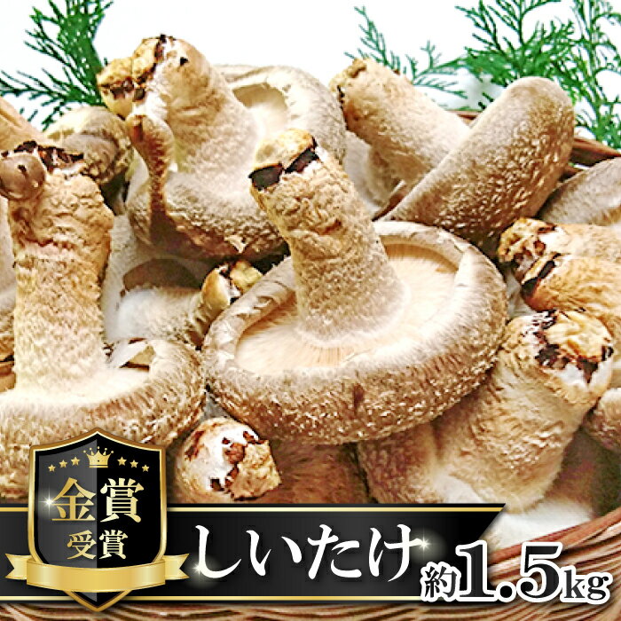 10位! 口コミ数「0件」評価「0」 菌床 椎茸 かご入り 約1.5kg 15〜20個入り 国産 野菜 きのこ しいたけ こだわり 肉厚 金賞 受賞 食品 食材 グルメ キノコ･･･ 