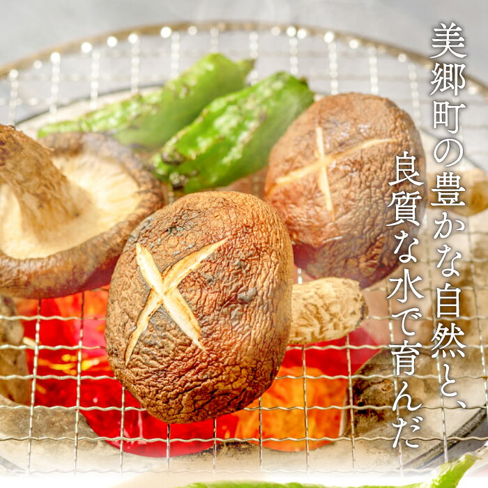 【ふるさと納税】 菌床 椎茸 かご入り 約1.5kg 15〜20個入り 国産 野菜 きのこ しいたけ こだわり 肉厚 金賞 受賞 食品 食材 グルメ キノコ 料理 調理 野菜 ステーキ オーブン焼き 冷蔵 特産品 お取り寄せ