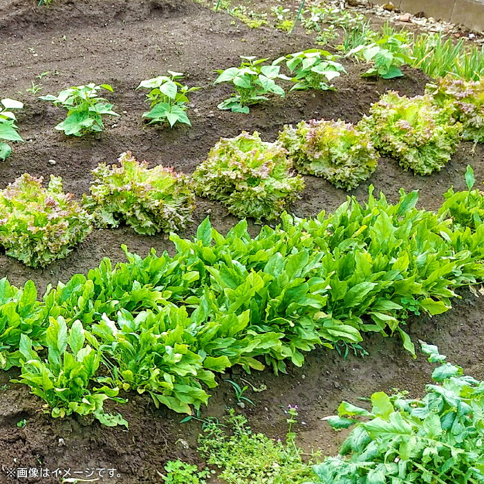 島根県美郷町の画像3