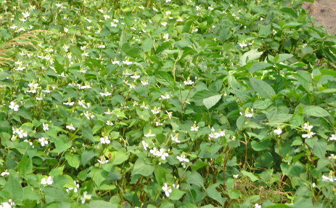 ふるさと納税 美郷町薬草研究会 野草茶 クマザサ ドクダミ 入り 4袋 飲料類 お茶 飲料 ドリンク 島根県美郷町