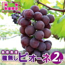【ふるさと納税】先行予約【糖度18度以上!】種無しピオーネ約2kg 9月中旬よりお届け
