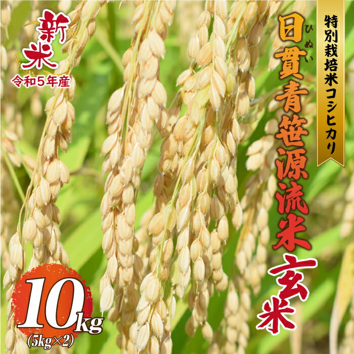 [令和5年産][玄米]特別栽培米コシヒカリ 日貫青笹源流米 10kg(5kg×2袋)令和5年10月よりお届け