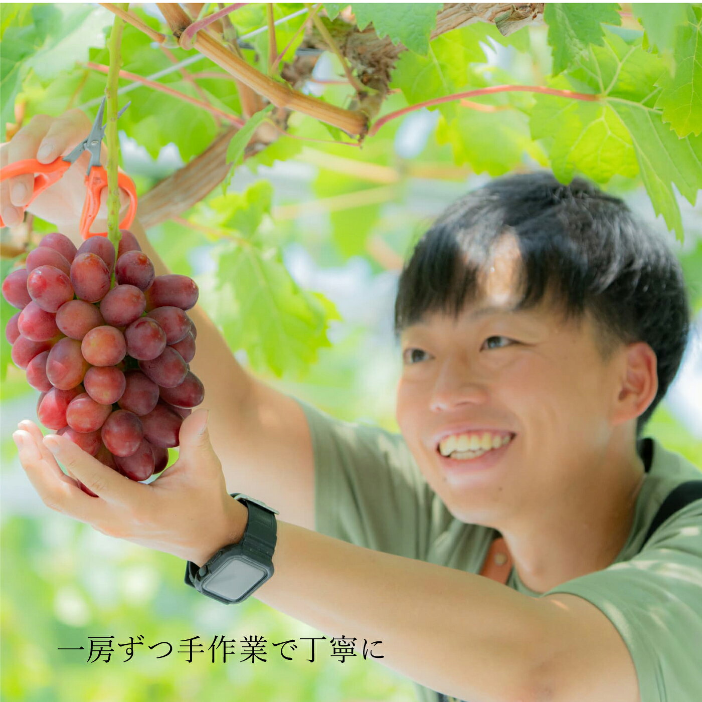 【ふるさと納税】【朝採直送】島根県限定栽培“幻の赤ぶどう”神紅（しんく）” 園長厳選 糖度20度以上、1房 500g以上の大房