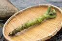 【ふるさと納税】【11月〜2020年7月発送】島根わさび大1...
