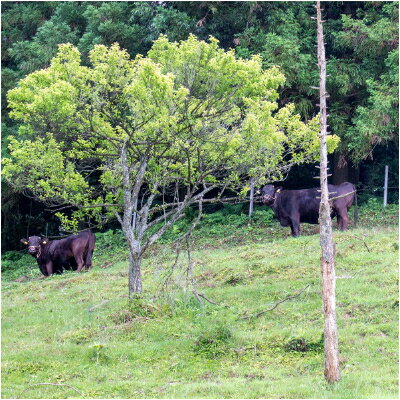 島根県津和野町の画像3