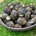 【ふるさと納税】日本三大芋煮の里、津和野の大地で育てた泥付き里芋850g×2袋【1235627】