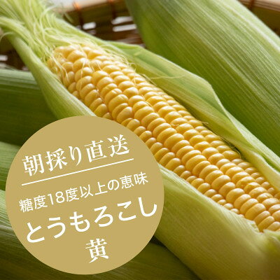 【2023年8月より順次発送】【数量限定】糖度18度の朝採りとうもろこし「恵味」《黄》8本【配送不可地域：離島】【1410938】