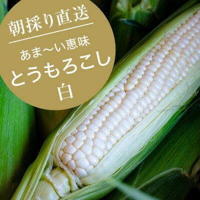 【ふるさと納税】【2023年9月より順次発送】【数量限定】糖度18度の朝採りとうもろこし「恵味」《白》8本【配送不可地域：離島】【1410943】