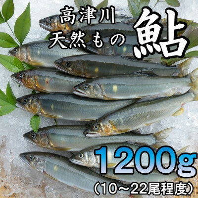 【ふるさと納税】高津川天然あゆ冷凍　1200g(吉賀町)【配送不可地域：離島】【1259205】