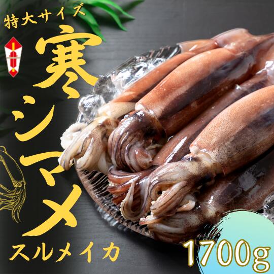 【ふるさと納税】のし付き 朝どれ寒シマメ スルメイカ【特大】 1.7kg以上 5～6杯 いか イカ スルメイカ CAS CAS冷凍 年末年始 お正月 お歳暮 御歳暮 ギフト