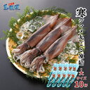 【ふるさと納税】【お徳用】【大10杯】【胴だけで23cm前後】寒シマメ丸ごと凍結2.5kg【1杯250g】 スルメイカ 烏賊 お刺身 おつまみ いかそうめん 冷凍 国産 肝 うり いかわた 塩辛 島根 隠岐 産地直送 ギフト 島風生活 海士町 CAS