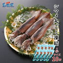 【ふるさと納税】【お徳用】【小10杯】【胴だけで20cm前後】シマメ丸ごと凍結1.6kg【1杯160g】 スルメイカ 烏賊 お刺身 おつまみ いかそうめん 冷凍 国産 肝 うり いかわた 塩辛 島根 隠岐 産地直送 ギフト 海士町 CAS